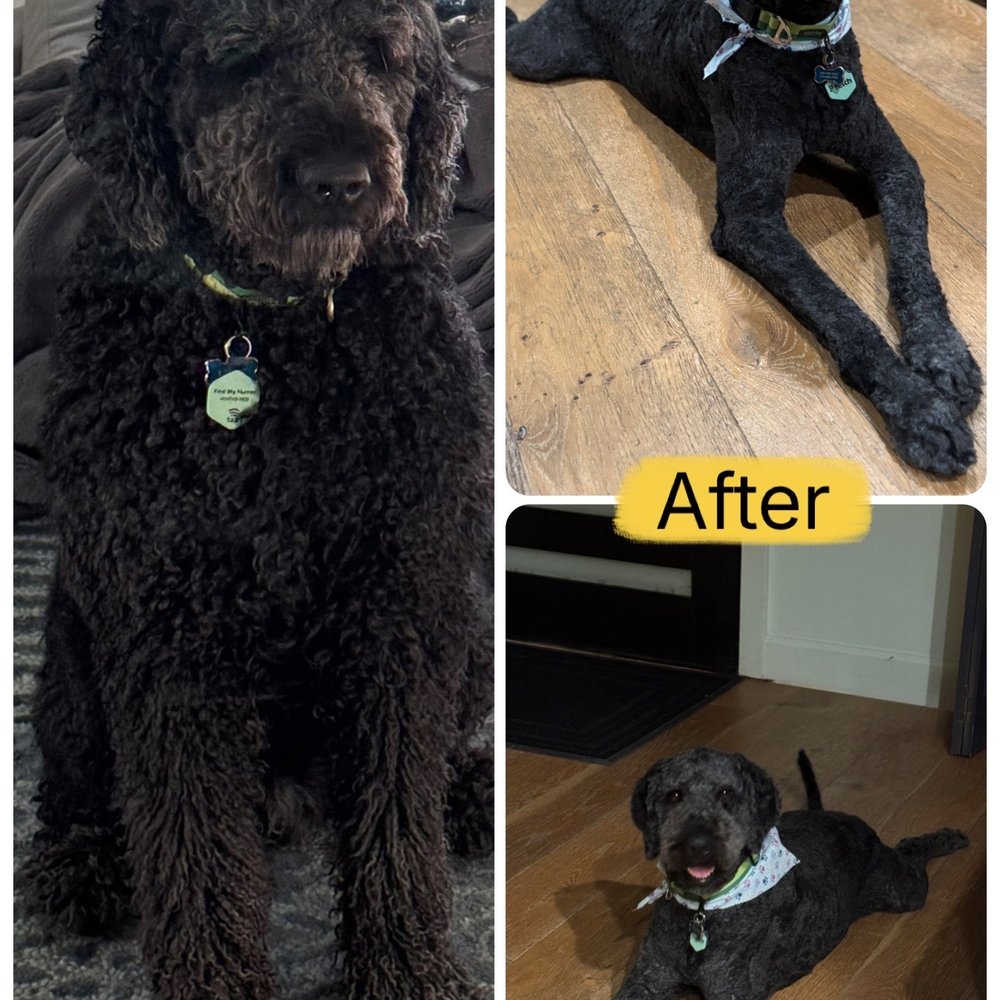 Snazzy Pet Mobile Grooming - Pet Groomers Near Me Snazzy Pet Mobile Grooming - Pet Groomers Near Me