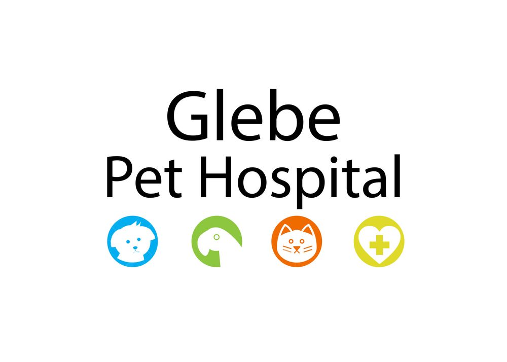 GLEBE PET HOSPITAL Updated August 2024 17 Reviews 595 Bank Street