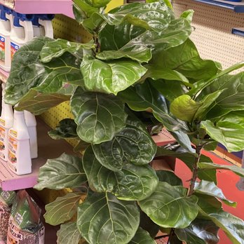 Lakewood Nursery - Fiddle fig - Nurseries & Gardening Near Me - Cypress, California Lakewood Nursery - Fiddle fig - Nurseries & Gardening Near Me - Cypress, California