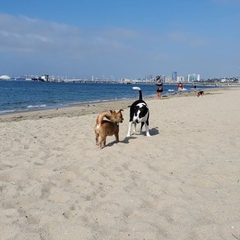 Rosie's Dog Beach - Being playful with others always socialize your pets - Dog Parks Near Me - Long Beach, California Rosie's Dog Beach - Being playful with others always socialize your pets - Dog Parks Near Me - Long Beach, California