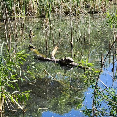 Hassayampa River Preserve by null