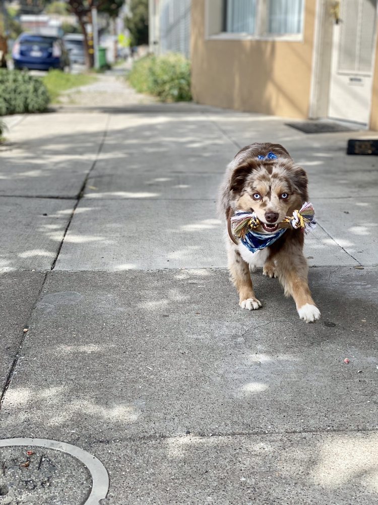 SHIPYARD K9 SUPPLIES Updated October 2024 76 Photos & 15 Reviews