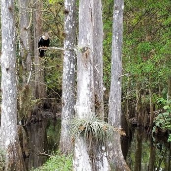 Babcock Ranch Eco Tours - Tours Near Me - Punta Gorda, Florida