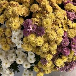 LJ's Petals and Produce - Mums