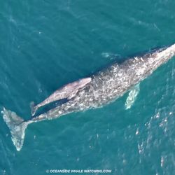 Oceanside Adventures - Mom & Baby Gray Whale taken by our drone photographer Mark Newman