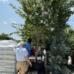 Leaf Landscape Supply - A gorgeous 6 year old Crepe Myrtle