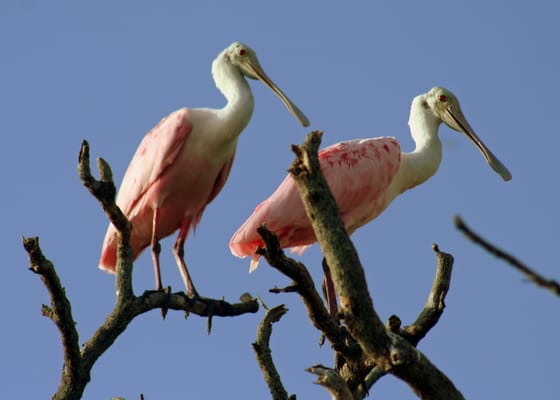 Happy Paddler Kayak Tours & EcoVentures by null