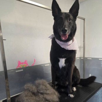 1. Southern Styles Pet Grooming