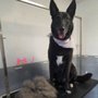 Southern Styles Pet Grooming