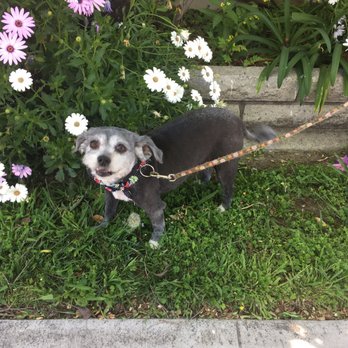 Fur Babes Spa - Pet Groomers Near Me - Long Beach, California Fur Babes Spa - Pet Groomers Near Me - Long Beach, California