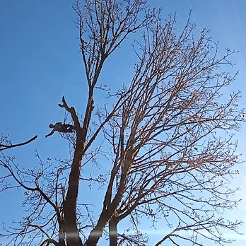 Matt Wild the Tree Guy - Tree Services Near Me Matt Wild the Tree Guy - Tree Services Near Me