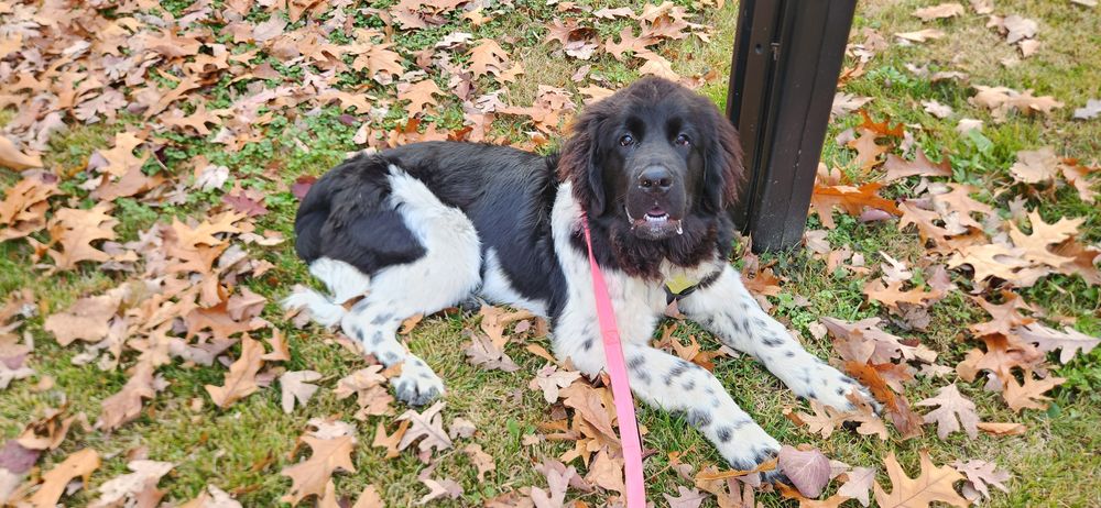 Dog Walking and Pet Sitting Specialists - pet boarding facility in Ellicott City, MD