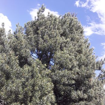 VJ Stars Tree Services - The tops are dying - Tree Services Near Me - Albuquerque, New Mexico