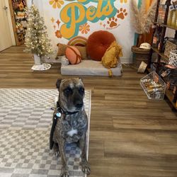 Pet Power Studio - Rio overwhelmed by the selection of treats