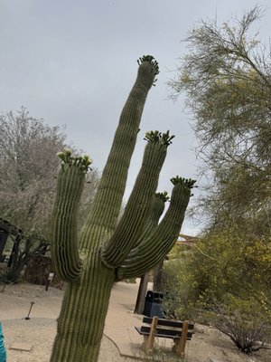 Tohono Chul | Gardens, Galleries, and Bistro by null