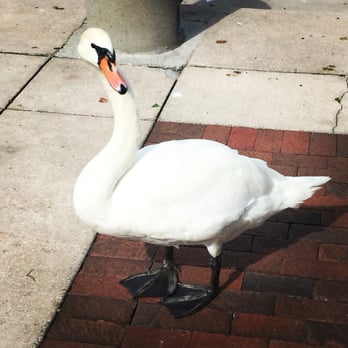 Lake Eola Park - Swans everywhere! - Parks Near Me - Orlando, Florida