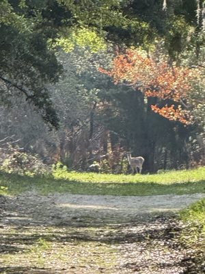 Rainbow Springs State Park by null