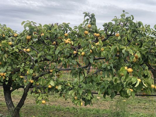Belkin Family Lookout Farm - U-Pick Orchard - Taproom, Outdoor Dining and Market by null