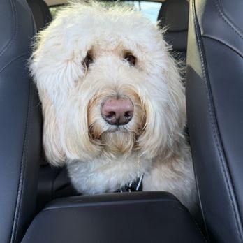 Bam’s Bubbles & Bath Pet Spa - Freshly groomed cuties - Pet Groomers Near Me - Corona Del Mar, California Bam’s Bubbles & Bath Pet Spa - Freshly groomed cuties - Pet Groomers Near Me - Corona Del Mar, California