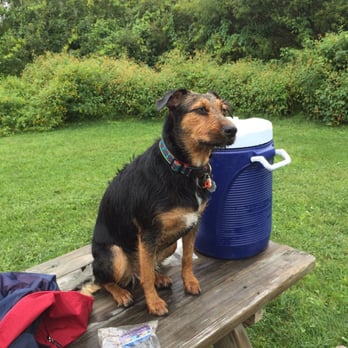 Glen Highland Farm - Finding a dry spot to rest after a long walk - Pet Training Near Me - Morris, New York Glen Highland Farm - Finding a dry spot to rest after a long walk - Pet Training Near Me - Morris, New York