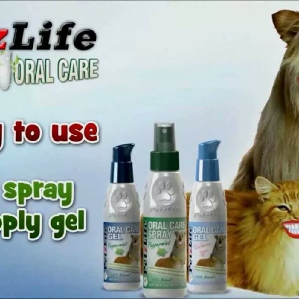 Dog Day Afternoon - Pet Groomers Near Me - Mascoutah, Illinois