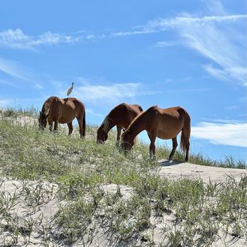 Corolla Jeep Adventures - Wild horses - Tours Near Me - Corolla, North Carolina Corolla Jeep Adventures - Wild horses - Tours Near Me - Corolla, North Carolina