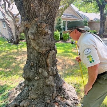 Advanced Tree & Shrub Care - Tree Services Near Me - Fairview, Texas Advanced Tree & Shrub Care - Tree Services Near Me - Fairview, Texas
