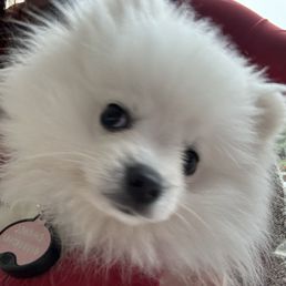 Pomeranian puppy