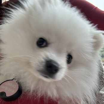 Dog Busters - Pomeranian puppy - Pet Training Near Me