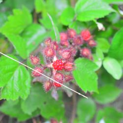 George’s Island Park - Wild Raspberry