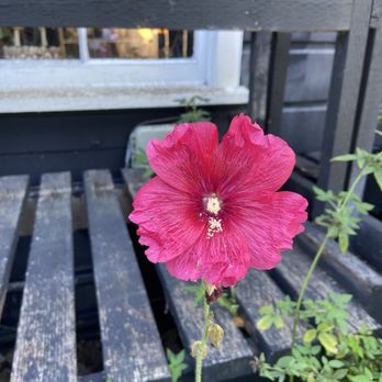 Spellbound Herbs - A beautiful vibrant flower - Nurseries & Gardening Near Me - Cambria, California