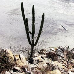 Parque Eco-Arqueológico Copalita - Cool cactus