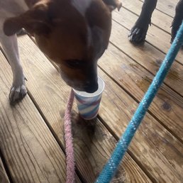 a dog drinking from a cup a dog drinking from a cup