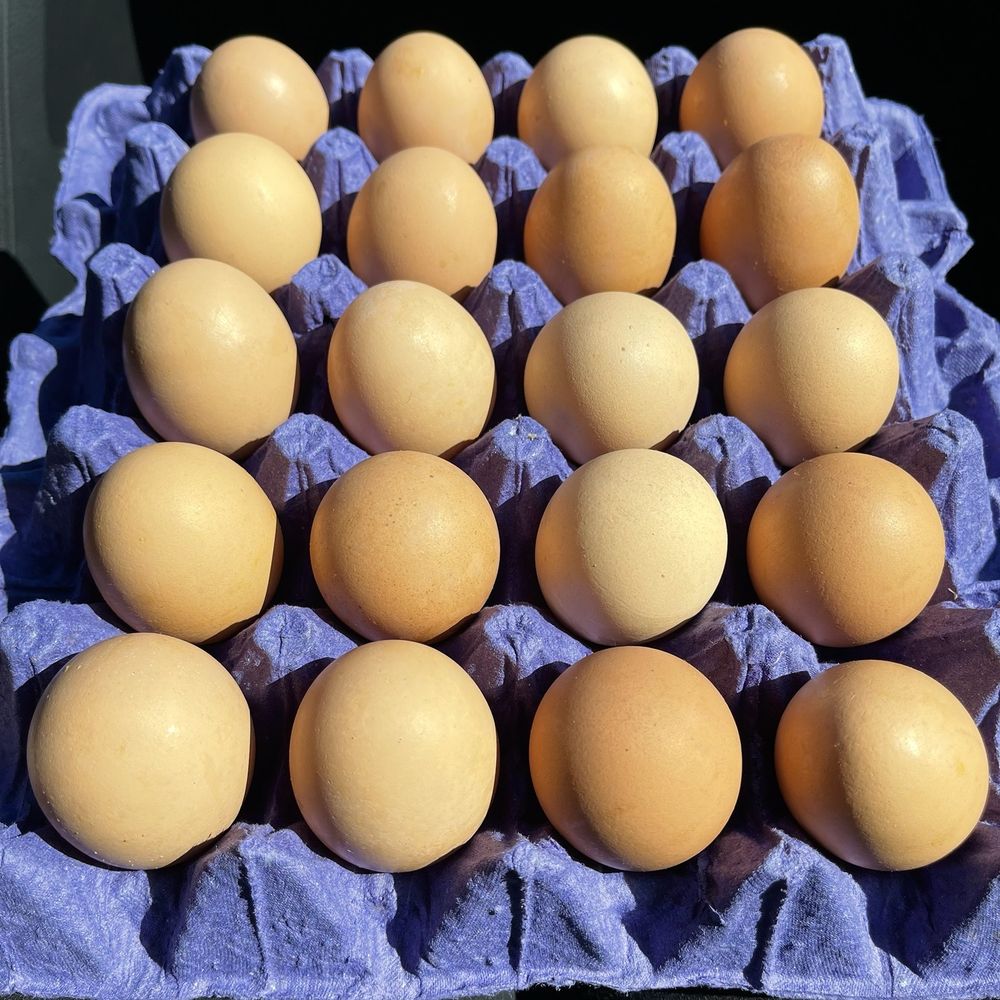 Billy's Egg Farm - 20 flat extra large eggs - Specialty Food Near Me - Chino, California