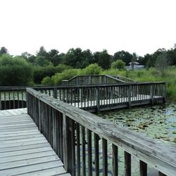 Gorman Nature Center - Lilly Pad Pond