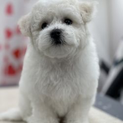 Divine Dogs Mobile Grooming - Love how she took care of my new puppy