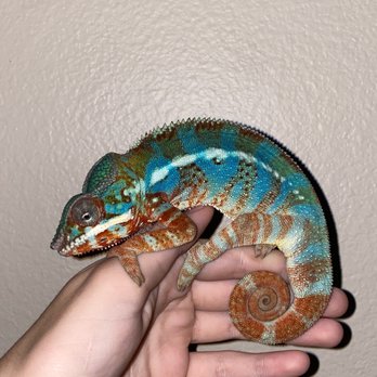 Pet Bazaar - My panther chameleon I bought from Pet Bazaar in March 2021 - Pet Stores Near Me - Casselberry, Florida