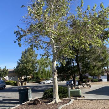 The Tree Pros - Before pic of almost dead tree. - Tree Services Near Me - Hesperia, California The Tree Pros - Before pic of almost dead tree. - Tree Services Near Me - Hesperia, California