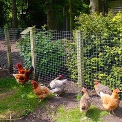 Darven Cottage - Fresh eggs every morning