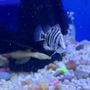 Tiki's Tropical Fish