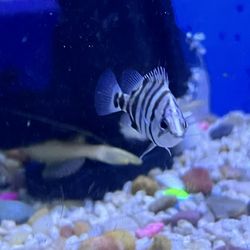 Tiki's Tropical Fish