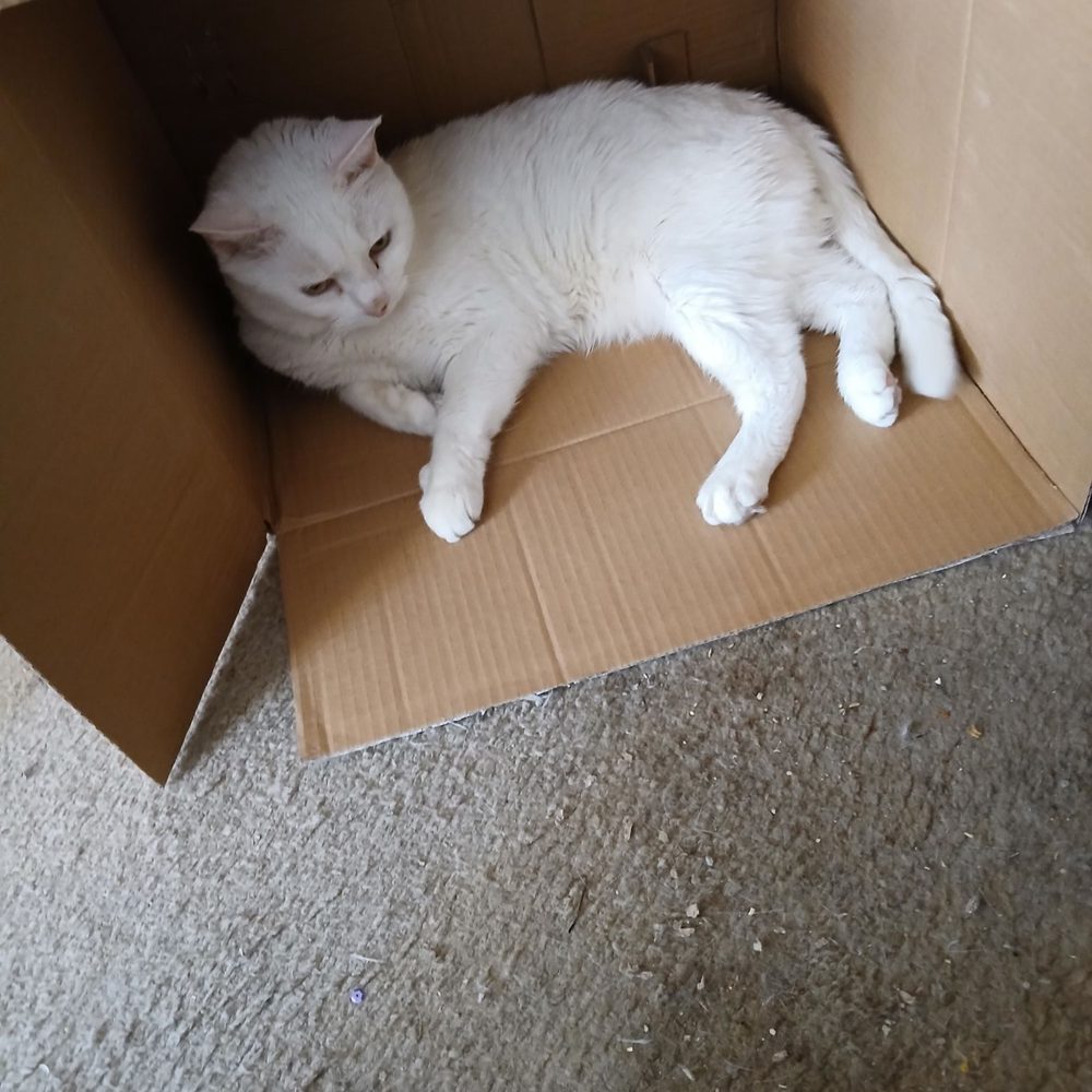 Vista Alegre - My cat after he ate my VISTA ALEGRE leftovers 5/18/24 - Peruvian Near Me - Hartford, Connecticut Vista Alegre - My cat after he ate my VISTA ALEGRE leftovers 5/18/24 - Peruvian Near Me - Hartford, Connecticut