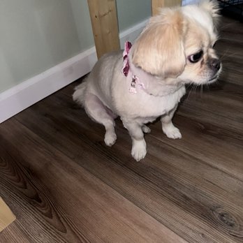 Steph's Cute Critter Cuts - Maui - Pet Groomers Near Me - Deltona, Florida Steph's Cute Critter Cuts - Maui - Pet Groomers Near Me - Deltona, Florida