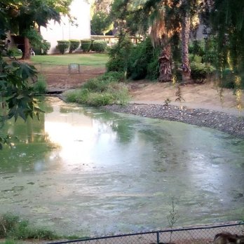 Ellis Lake - And algae floating and stuff. Or dried vomit. LMFAO! - Landmarks & Historical Buildings Near Me - Marysville, California