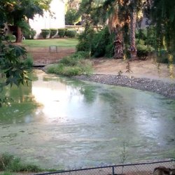 Ellis Lake - And algae floating and stuff. Or dried vomit. LMFAO!