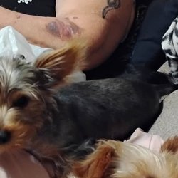 Rolla Animal Control - Lost or stolen Yorkie my name is Mia-more' 10 months old Black-ish hair with brown and blonde and white. Missing from 13 king drive. 9-2-25