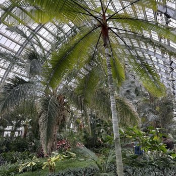 Garfield Park Conservatory - Palm trees in Chicago - Parks Near Me - Chicago, Illinois Garfield Park Conservatory - Palm trees in Chicago - Parks Near Me - Chicago, Illinois
