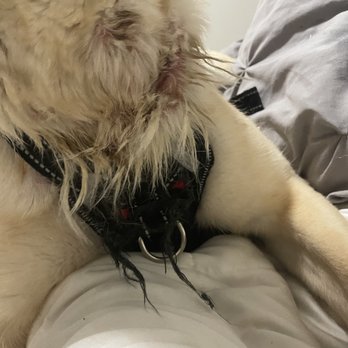 Full Pet Services - Veterinarians Near Me - Brooklyn, New York Full Pet Services - Veterinarians Near Me - Brooklyn, New York