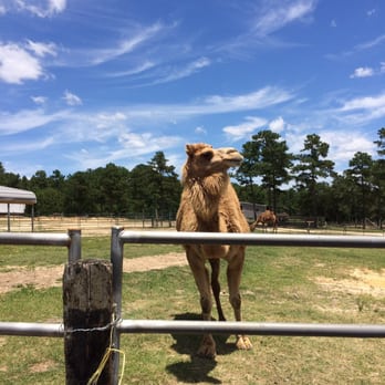 Aloha Safari Park - Zoos Near Me - Cameron, North Carolina Aloha Safari Park - Zoos Near Me - Cameron, North Carolina