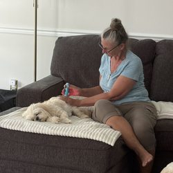 Top of the Tail K9 - Quinn's Photonic Therapy treatment.